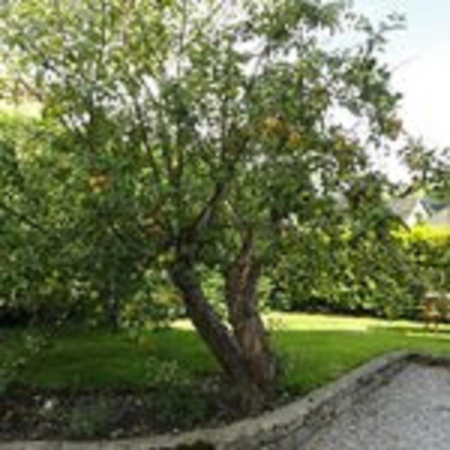 Cheshire House Guest House 霍普 外观 照片